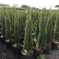 Italiaanse Cypres (Cupressus Sempervirens 'Stricta') 38 Italiaanse Cypres (Cupressus Sempervirens 'Stricta') -Aanbiedingen Tuin Ziel Winkel cupressus semp. stricta 80100 cm