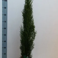 Italiaanse Cipres (Cupressus Sempervirens 'Totem') -Aanbiedingen Tuin Ziel Winkel cupressus semp totem 80 100 cm co. 10l kopie 2