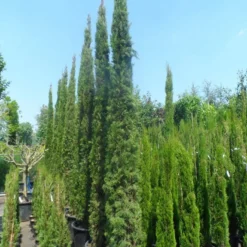 Italiaanse Cypres (Cupressus Sempervirens 'Stricta') 33 Italiaanse Cypres (Cupressus Sempervirens 'Stricta') -Aanbiedingen Tuin Ziel Winkel cupressus sempervirens stricta 250 300 c70