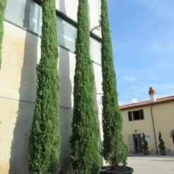 Italiaanse Cypres (Cupressus Sempervirens 'Stricta') 39 Italiaanse Cypres (Cupressus Sempervirens 'Stricta') -Aanbiedingen Tuin Ziel Winkel cupressus sempervirens stricta 2