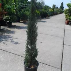 Italiaanse Cypres (Cupressus Sempervirens 'Stricta') 31 Italiaanse Cypres (Cupressus Sempervirens 'Stricta') -Aanbiedingen Tuin Ziel Winkel cupressus sempervirens stricta 80 100 125 c10