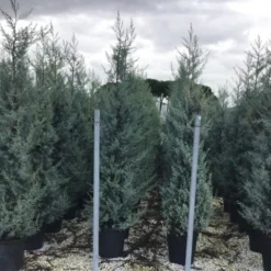 Cipres (Cupressus Arizonica 'Glauca') -Aanbiedingen Tuin Ziel Winkel cupressusarizonicaglauca