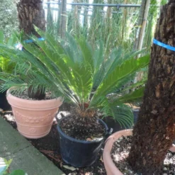 Cycaspalm (Cycas Revoluta) -Aanbiedingen Tuin Ziel Winkel cycas revoluta 100 125 c50