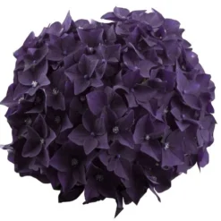 Hortensia Deep Purple Dance (Hydrangea 'Music Collection') 7 Hortensia Deep Purple Dance (Hydrangea 'Music Collection') -Aanbiedingen Tuin Ziel Winkel deep purple dance bloem 2