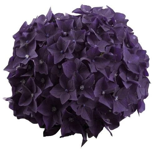 Hortensia Deep Purple Dance (Hydrangea 'Music Collection') 3 Hortensia Deep Purple Dance (Hydrangea 'Music Collection') - Afbeelding 3