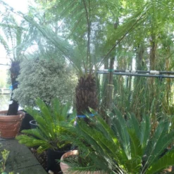 Grote Boomvaren (Dicksonia Antarctica) 22 Grote Boomvaren (Dicksonia Antarctica) -Aanbiedingen Tuin Ziel Winkel dicksonia antarctica 100 120stam 1