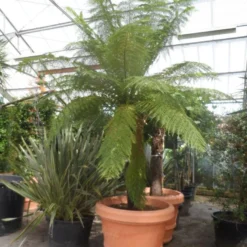 Boomvaren (Dicksonia Antarctica) 19 Boomvaren (Dicksonia Antarctica) -Aanbiedingen Tuin Ziel Winkel dicksonia antarctica 160stam extra