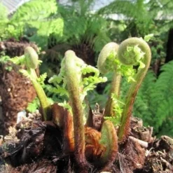 Boomvaren (Dicksonia Antarctica) 22 Boomvaren (Dicksonia Antarctica) -Aanbiedingen Tuin Ziel Winkel dicksonia antarctica 3