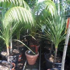 Grote Boomvaren (Dicksonia Antarctica) 21 Grote Boomvaren (Dicksonia Antarctica) -Aanbiedingen Tuin Ziel Winkel dicksonia antarctica 40stam cont. 1