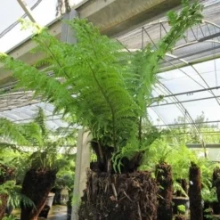 Boomvaren (Dicksonia Antarctica) 23 Boomvaren (Dicksonia Antarctica) -Aanbiedingen Tuin Ziel Winkel dicksonia antarctica 4