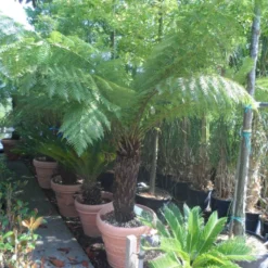 Grote Boomvaren (Dicksonia Antarctica) 20 Grote Boomvaren (Dicksonia Antarctica) -Aanbiedingen Tuin Ziel Winkel dicksonia antarctica 70 80stam 1