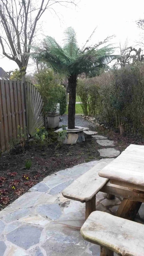 Boomvaren (Dicksonia Antarctica) 9 Boomvaren (Dicksonia Antarctica) - Afbeelding 9