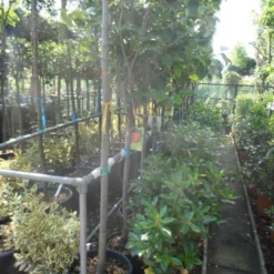 Kaki (Diospyros Kaki) -Aanbiedingen Tuin Ziel Winkel diospyros kaki halfstam 12 14 1