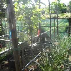 Kaki (Diospyros Kaki) -Aanbiedingen Tuin Ziel Winkel diospyros kaki halfstam 5 6 8 c10