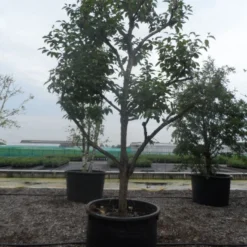 Kaki (Diospyros Kaki) -Aanbiedingen Tuin Ziel Winkel diospyros kaki muscat solitair