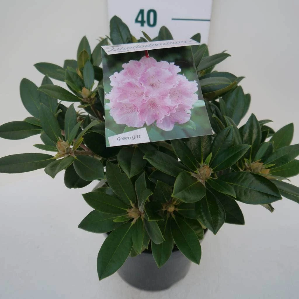 Dwergrhododendron (Rhododendron 'Dreamland') 8 Dwergrhododendron (Rhododendron 'Dreamland') - Afbeelding 8