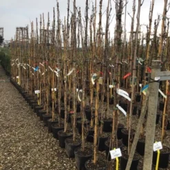 Witte Druif (Vitis Vinifera 'Italia') 5 Witte Druif (Vitis Vinifera 'Italia') -Aanbiedingen Tuin Ziel Winkel druif