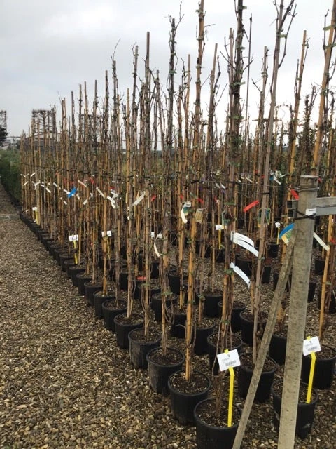 Witte Druif (Vitis Vinifera 'Italia') 3 Witte Druif (Vitis Vinifera 'Italia') - Afbeelding 3