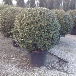Olijfwilg Als Bol (Elaeagnus Ebbingei 'Compacta') -Aanbiedingen Tuin Ziel Winkel elaeagnus ebbingei 100 110cm bol