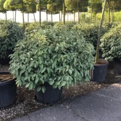 Olijfwilg Als Bol (Elaeagnus Ebbingei 'Compacta') -Aanbiedingen Tuin Ziel Winkel elaeagnus ebbingei 100cm bol