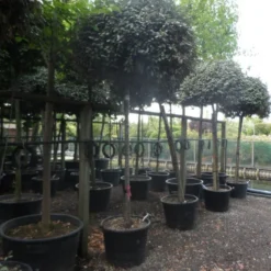 Olijfwilg Als Boom (Elaeagnus Ebbingei) -Aanbiedingen Tuin Ziel Winkel elaeagnus ebbingei 14 16 18ho c130 2