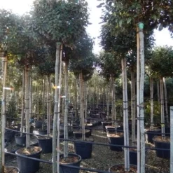 Olijfwilg Als Boom (Elaeagnus Ebbingei) -Aanbiedingen Tuin Ziel Winkel elaeagnus ebbingei 8 10
