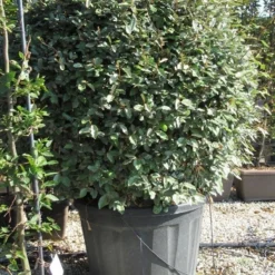 Olijfwilg Als Bol (Elaeagnus Ebbingei 'Compacta') -Aanbiedingen Tuin Ziel Winkel elaeagnus ebbingei bol