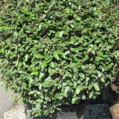 Olijfwilg Als Bol (Elaeagnus Ebbingei 'Compacta') -Aanbiedingen Tuin Ziel Winkel elaeagnus ebbingei bol 2