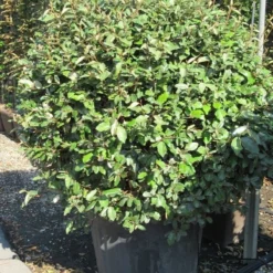 Olijfwilg Als Bol (Elaeagnus Ebbingei 'Compacta') -Aanbiedingen Tuin Ziel Winkel elaeagnus ebbingei bol 3