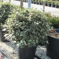 Olijfwilg Als Bol (Elaeagnus Ebbingei 'Compacta') -Aanbiedingen Tuin Ziel Winkel elaeagnus ebbingei bol 70 cm