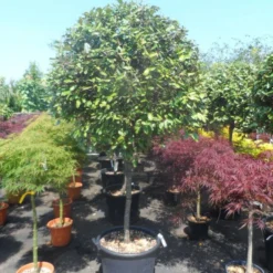 Olijfwilg Als Boom (Elaeagnus Ebbingei) -Aanbiedingen Tuin Ziel Winkel elaeagnus ebbingei halfstam c70 extra