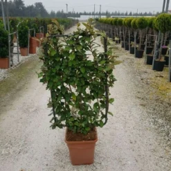 Olijfwilg Als Leivorm (Elaeagnus Ebbingei) 13 Olijfwilg Als Leivorm (Elaeagnus Ebbingei) -Aanbiedingen Tuin Ziel Winkel elaeagnus ebbingei leivorm c18