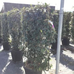 Olijfwilg Als Leivorm (Elaeagnus Ebbingei) 14 Olijfwilg Als Leivorm (Elaeagnus Ebbingei) -Aanbiedingen Tuin Ziel Winkel elaeagnus ebbingei leivorm c45