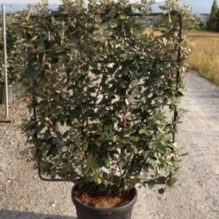 Olijfwilg Als Leivorm (Elaeagnus Ebbingei) 15 Olijfwilg Als Leivorm (Elaeagnus Ebbingei) -Aanbiedingen Tuin Ziel Winkel elaeagnus ebbingei leivorm c45 1