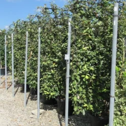 Olijfwilg Als Leivorm (Elaeagnus Ebbingei) 18 Olijfwilg Als Leivorm (Elaeagnus Ebbingei) -Aanbiedingen Tuin Ziel Winkel eleagnus 110x180 leivorm