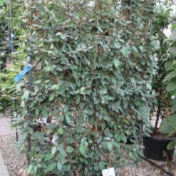 Olijfwilg Als Leivorm (Elaeagnus Ebbingei) 17 Olijfwilg Als Leivorm (Elaeagnus Ebbingei) -Aanbiedingen Tuin Ziel Winkel eleagnus 110x180 leivorm 2