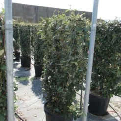 Olijfwilg Als Leivorm (Elaeagnus Ebbingei) 16 Olijfwilg Als Leivorm (Elaeagnus Ebbingei) -Aanbiedingen Tuin Ziel Winkel eleagnus 80x110 leivorm