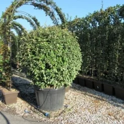 Olijfwilg Als Bol (Elaeagnus Ebbingei 'Compacta') -Aanbiedingen Tuin Ziel Winkel eleagnus ebbingei bol 110 cm