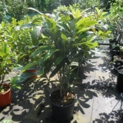 Japanse Mispel (Eriobotrya Japonica) 7 Japanse Mispel (Eriobotrya Japonica) -Aanbiedingen Tuin Ziel Winkel eriobotrya japonica 80 100 125 c35 1