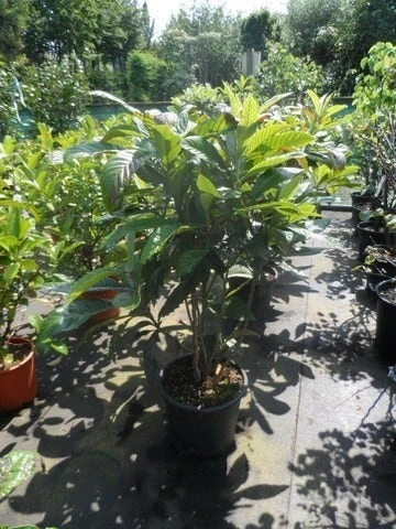 Japanse Mispel (Eriobotrya Japonica) 3 Japanse Mispel (Eriobotrya Japonica) - Afbeelding 3