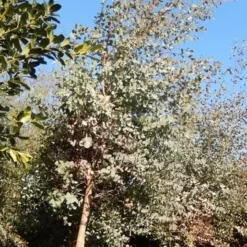Eucalyptus Als Boom (Eucalyptus Gunnii) 16 Eucalyptus Als Boom (Eucalyptus Gunnii) -Aanbiedingen Tuin Ziel Winkel eucalypthus gunii 10 12 2