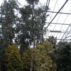 Eucalyptus Als Boom (Eucalyptus Gunnii) 15 Eucalyptus Als Boom (Eucalyptus Gunnii) -Aanbiedingen Tuin Ziel Winkel eucalyptus