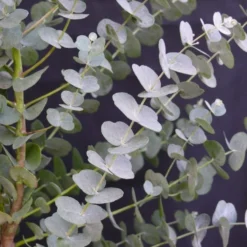 Winterharde Eucalyptus (Eucalyptus Gunnii 'Azura') -Aanbiedingen Tuin Ziel Winkel eucalyptus azura 2 1