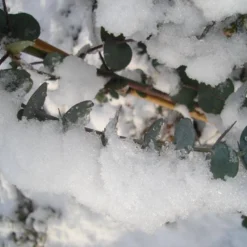 Winterharde Eucalyptus (Eucalyptus Gunnii 'Azura') -Aanbiedingen Tuin Ziel Winkel eucalyptus azura hardy 1