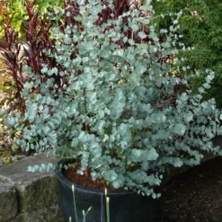 Winterharde Eucalyptus (Eucalyptus Gunnii 'Azura') -Aanbiedingen Tuin Ziel Winkel eucalyptus azura toepassing kopie 1