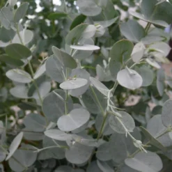 Winterharde Eucalyptus (Eucalyptus Gunnii 'Azura')