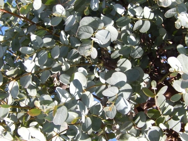 Eucalyptus Als Boom (Eucalyptus Gunnii) 11 Eucalyptus Als Boom (Eucalyptus Gunnii) - Afbeelding 11