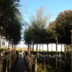 Eucalyptus Als Boom (Eucalyptus Gunnii) 18 Eucalyptus Als Boom (Eucalyptus Gunnii) -Aanbiedingen Tuin Ziel Winkel eucalyptus gunnii 12 14 2