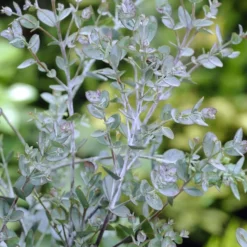 Eucalyptus Als Boom (Eucalyptus Gunnii) 13 Eucalyptus Als Boom (Eucalyptus Gunnii) -Aanbiedingen Tuin Ziel Winkel eucalyptus gunnii 2