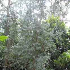 Winterharde Gomboom (Eucalyptus Gunnii) 10 Winterharde Gomboom (Eucalyptus Gunnii) -Aanbiedingen Tuin Ziel Winkel eucalyptus gunnii struikvorm c500